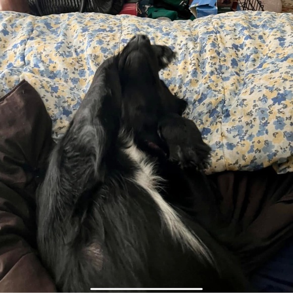 Keychain/Bag Charm For Our Fur Babies Medical Bills💕🐾💕🐾 - Picture 11 of 15